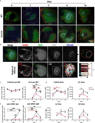 A Novel Image Analysis Approach Reveals a Role for Complement Receptors 1 and 2 in Follicular Dendritic Cell Organization in Germinal Centers